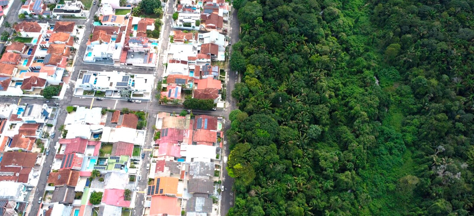Da floresta à cidade: especialistas apontam como Manaus pode usar natureza para se adaptar ao futuro