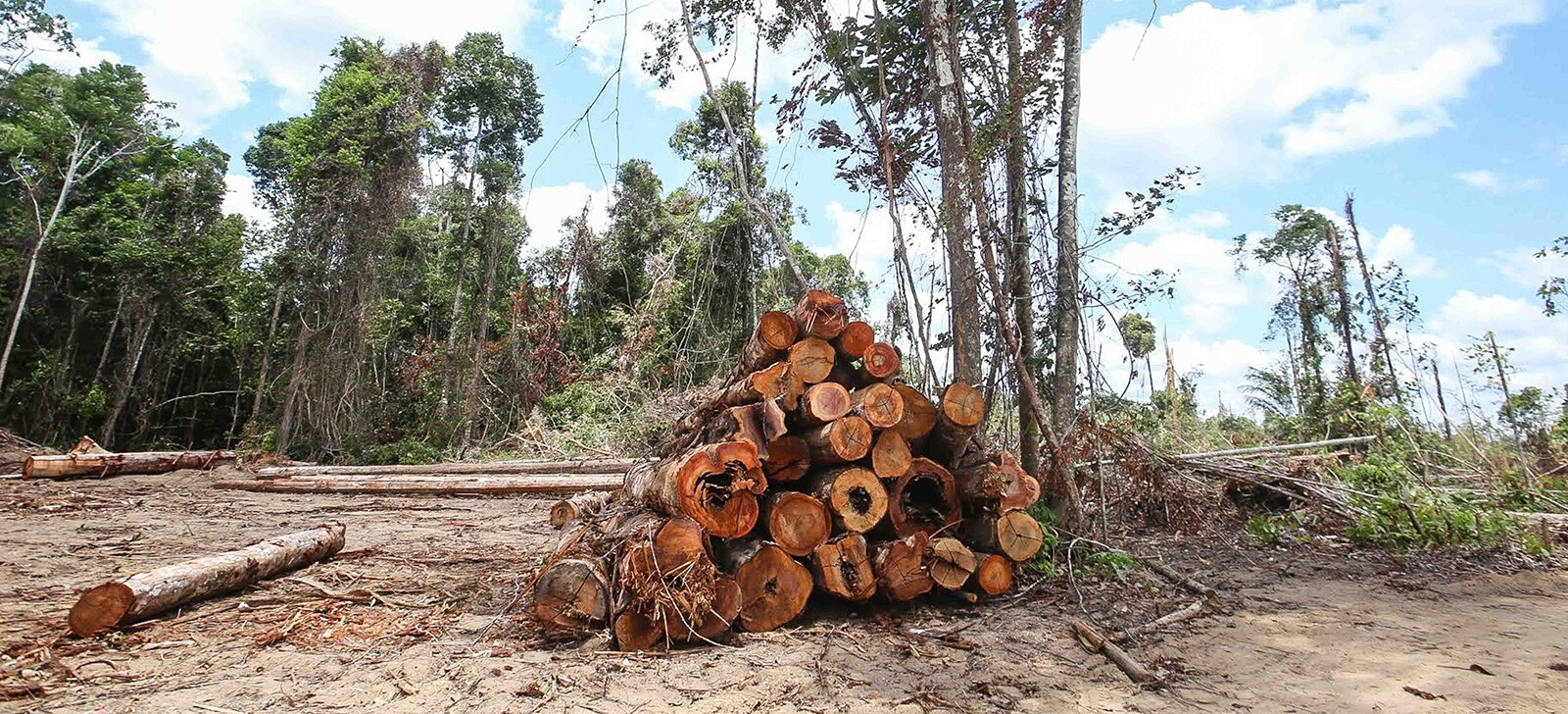 Desmatamento na Amazônia cai 11%; três Estados concentram quase 80% da área destruída
