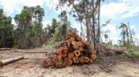 Desmatamento na Amazônia cai 11%; três Estados concentram quase 80% da área destruída