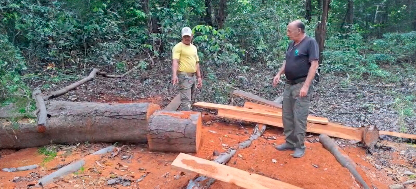 AM: fiscalização apreende toras de madeira ilegal no Parque Nacional de Anavilhanas