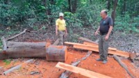AM: fiscalização apreende toras de madeira ilegal no Parque Nacional de Anavilhanas