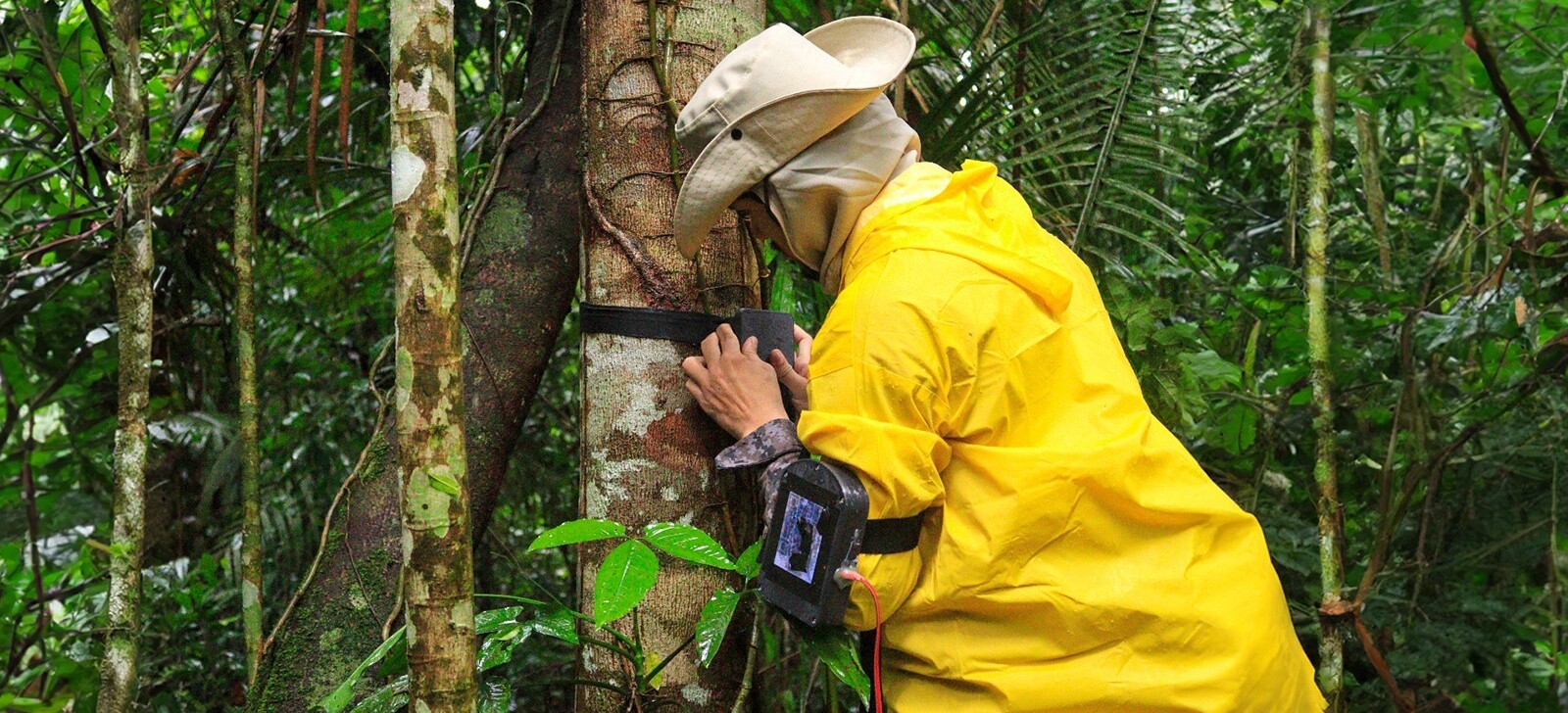 UEA apresenta projetos sobre energia, bioeconomia e justiça climática na COP30