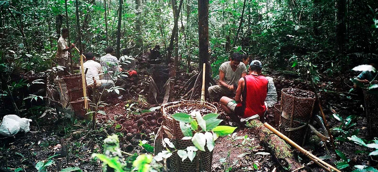Mudanças climáticas provocam maior quebra da safra de castanha