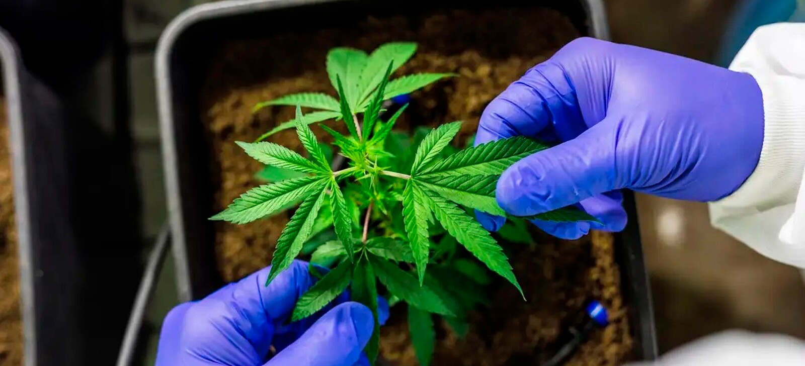 STJ adia prazo para regulamentação de cannabis medicinal