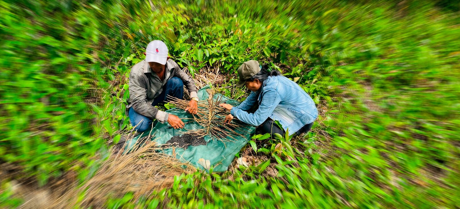 Extrativistas da Amazônia enfrentam barreiras para acessar recursos de fundos