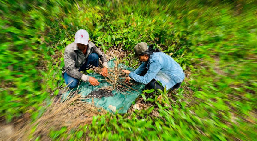 Extrativistas da Amazônia enfrentam barreiras para acessar recursos de fundos
