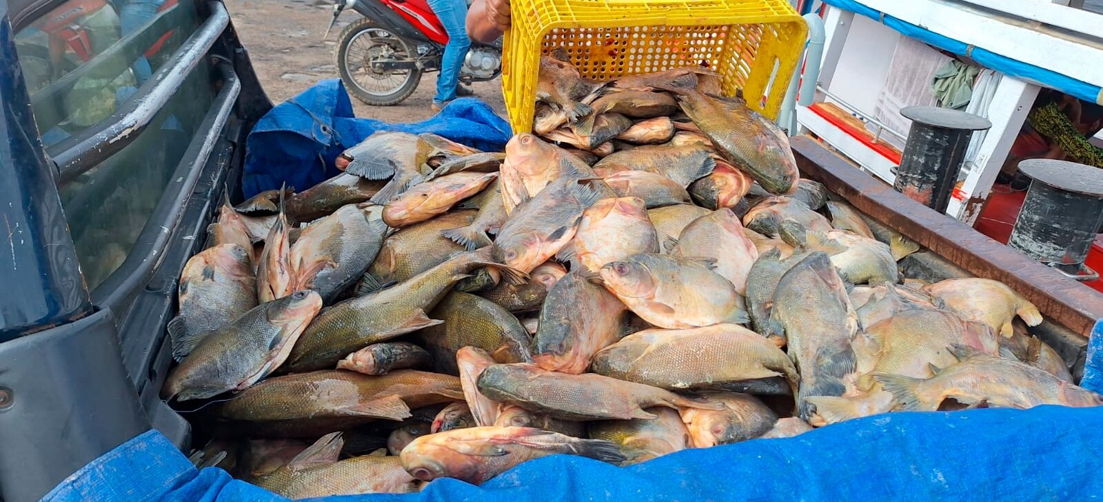 Mais de duas toneladas de pescado ilegal são destinadas a famílias carentes no AM